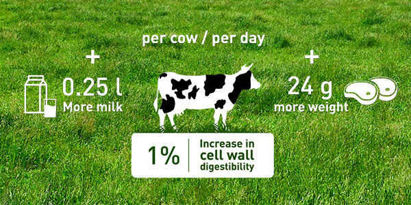 More milk with DLF Fiber Energy